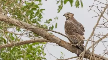 Hindistan kökenli ender kuş türleri Türkiye'de görüntülendi
