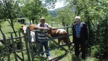 Bartın'da Şap Hastalığı Nedeniyle Hayvan Pazarları Kapatıldı