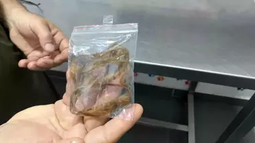 Zonguldak'ta Kedi Midesindeki 1,5 Metrelik Kurdeleyi Başarılı Operasyonla Çıkardı