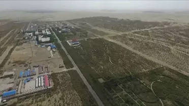 Çin'deki Botanik Bahçesi, Taklamakan Çölü'nde Çölleşmeyi Önlemek İçin Bitki Yetiştiriyor