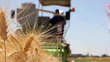 Şanlıurfa'da 9 çeşit ekmeklik, 6 çeşit makarnalık buğday ile 5 çeşit arpa tohumu tescillendi