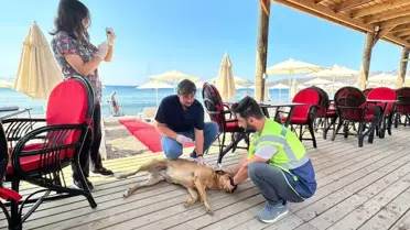 Bodrum Belediyesi, Gümüşlük ve Ortakent'te Sokak Hayvanlarına Sağlık Taraması Yaptı