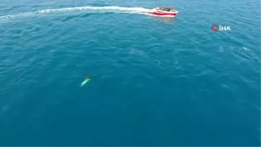 Yunusların avlarını yakalama anı dron ile görüntülendi