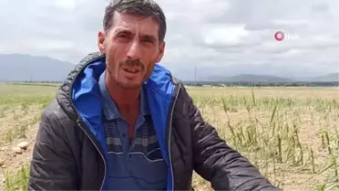 Elbistan'da dolu yağışı çiftçilerin emeğini yok etti