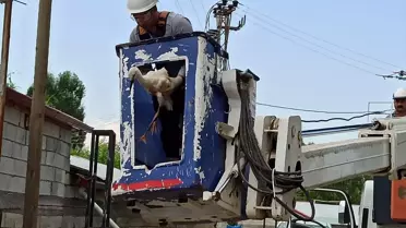 Iğdır'da Anne Leylek Gelmedi, Yavrular DKMP Ekiplerince Beslendi