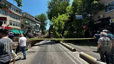 Üsküdar'da asırlık çınar ağacı caddede devrildi
