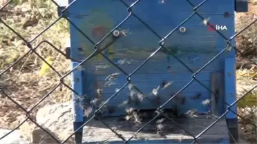 Antalya'da Arı Kovanları Yaylalara Taşınıyor