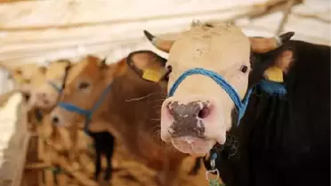 İstanbul Rumeli Üniversitesi Sağlık Bilimleri Fakültesi Dekanı'ndan Kurban Bayramı uyarısı