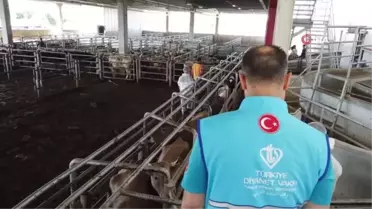 Türkiye Diyanet Vakfı, Kurban Bayramı'nda 600 bin hisseyle 25 milyon vatandaşa ulaşmayı hedefliyor