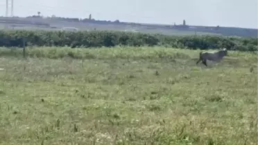 Avcılar'da 7 kurbanlık tosun kayboldu