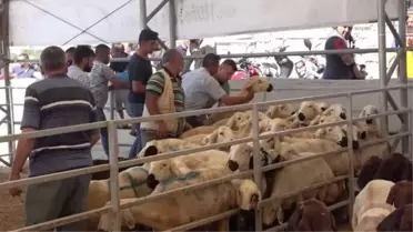 Kilis'te kurban pazarlarında arefe günü yoğunluğu