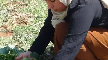 Şanlıurfa'da tescilli şelengo meyvesi ekimi için lise öğrencileri çalışıyor