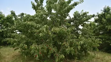 Afyonkarahisar'da Napolyon Kirazı Rekoltesi 40 Bin Ton Olacak