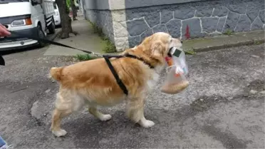 Trabzon'da Köpek Sahibine Yardım Ediyor