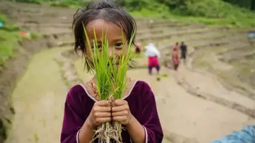 Nepal'de Ulusal Çeltik Günü Kutlandı