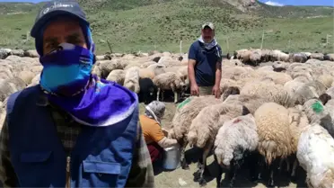 Kimseyi bulamayınca İran'dan çoban getirttiler! Hakkari'de aylık 20 bin TL ücretle çalışıyor