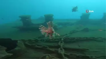 Mutfakların yeni lezzeti Aslan Balığı olacak