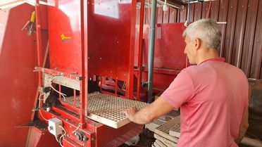 Bafra'da Kışlık Sebze Fidesi Üretimi İçin Tohum Ekimi Başladı