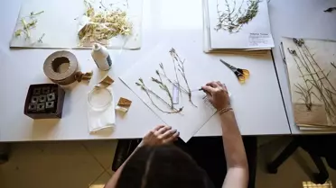 Ankara Üniversitesi Herbaryumu'nda 250 Bin Bitki Türü Koruma Altında