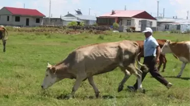 Ardahan'da Şap Hastalığı Nedeniyle Köyler ve Mahalleler Karantinaya Alındı