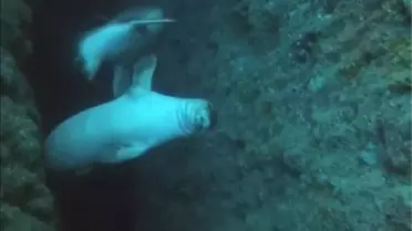 Antalya'da Akdeniz foklarının yaşam alanlarına zarar veriliyor