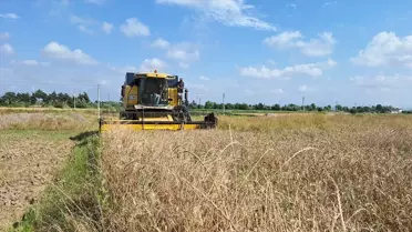 Samsun'da Hububat Hasadı Başladı