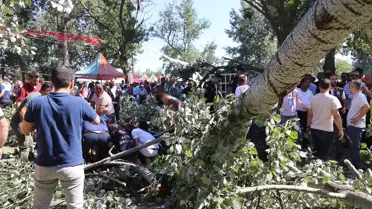 Edirne'de devrilen ağacın altında kalan 2 kişi yaralandı