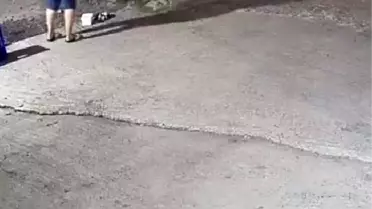 Pitbull Köpeği Saldırdı, 14 Kurşunla Öldürüldü