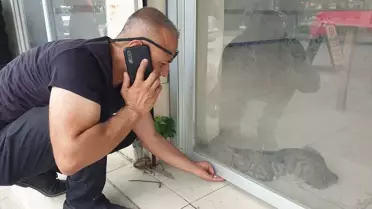 Kadirli'de mahsur kalan kedi esnaf tarafından kurtarıldı