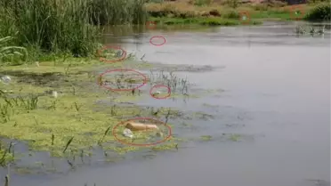 Dicle Nehri'ndeki Çöpler Canlıları Tehdit Ediyor