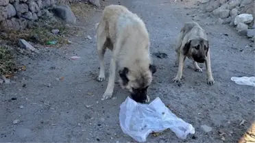 Elazığ'ın Keban ilçesinde sahipsiz köpekler kümese girdi, 10 tavuk telef oldu