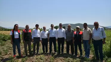 Balıkesir'de Yerli ve Milli Çeşitlerin Hasadı Gerçekleştirildi