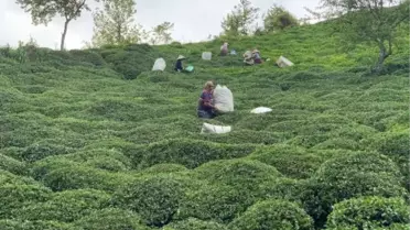 Doğu Karadeniz'de Gençlerin Çay Hasadına İlgisi Azalıyor