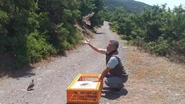 Ödemiş'te 150 Kınalı Keklik Doğaya Salındı