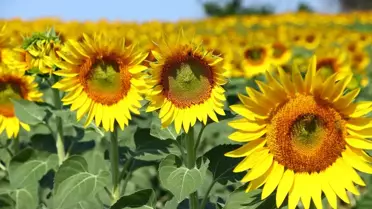 Tekirdağ'ın Renkli Tarlaları Turizme Katkı Sağlıyor