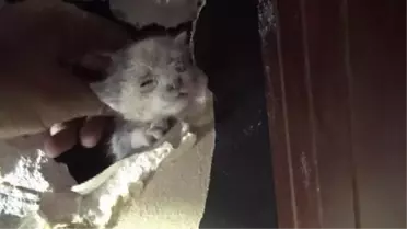 Avcılar'da Mahsur Kalan Kedi ve Güvercin İtfaiye Tarafından Kurtarıldı