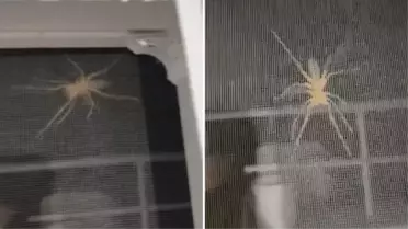 Etçil 'sarıkız' örümceği eve girmeye çalıştı