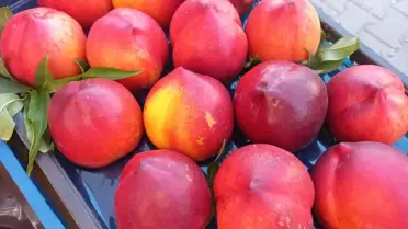 İzmir Selçuk'ta Şen Şeftali Şenliği Gerçekleştirildi