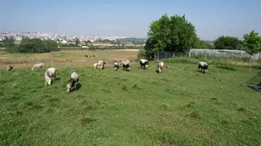 Türkiye'nin 'Boz sığır' ırkı koruma altına alındı