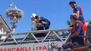 İtfaiye Ekibi Elektrik Direğinde Mahsur Kalan Leyleği Kurtardı