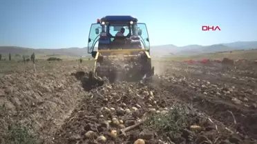 Sandıklı'da Patates Hasadı Başladı