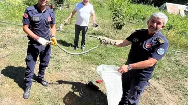 Bursa'da Dev Yılanlar Tarlalarda Görüldü