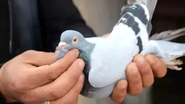 Erzincanlı Kuşbazlar Güvercinleriyle Yakından İlgileniyor