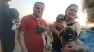 İnegöl'de av tüfeğiyle vurulan köpeğin yavruları sahiplendirilecek
