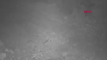 Avlanması Yasak Olan Yabani Hayvanlara Verilecek Tazminat Bedelleri Belli Oldu