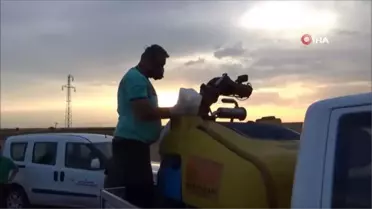 Çekirge istilasına karşı ilaçlama çalışması başlatıldı