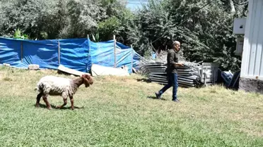 Koyun Sahibinin Peşinden Gidiyor
