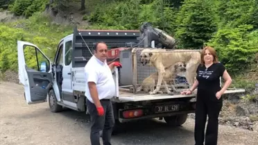 Kastamonu'da sahipsiz köpekler kurtarıldı