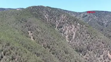 Hatay'da Amanos Dağları'nda 7 Bin 200 Kök Hint Keneviri Ele Geçirildi