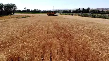 Kırıkkale'de Buğday Hasadı Başladı